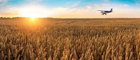 Small plane flying over a wheat field